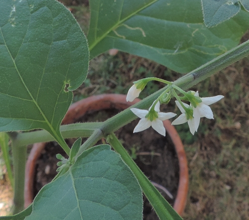 Fiori piccolissimi - Solanum nigrum